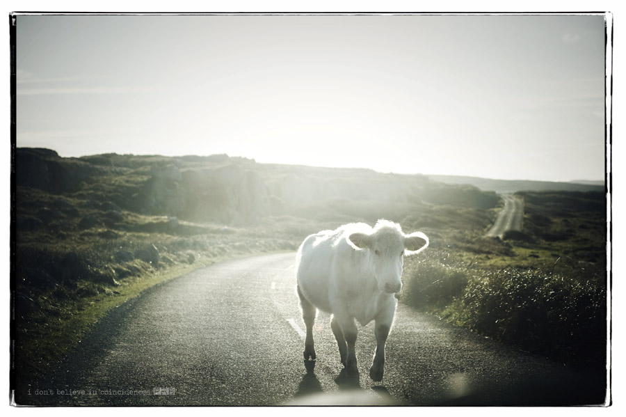 _PR36121cowintheroad _PR36121cowintheroad
